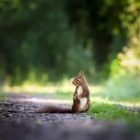 squirrel-4515962_1280